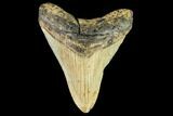 Fossil Megalodon Tooth - North Carolina #109867-1